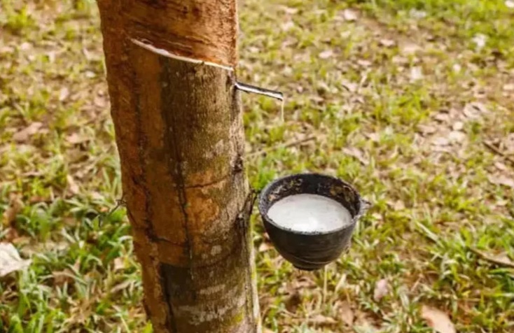 Rubber price jumps amid shortage